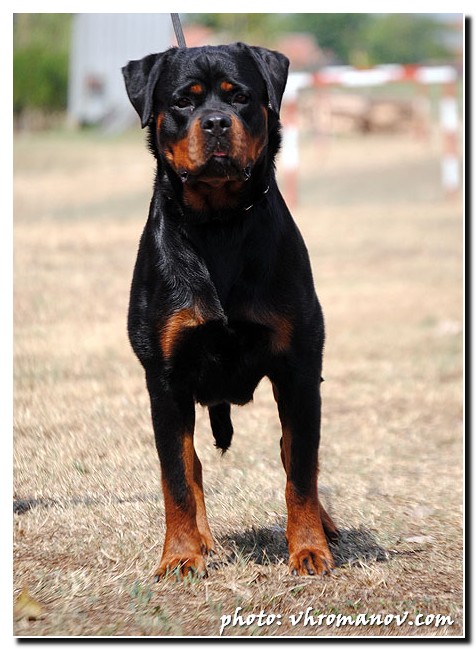 Rottweiler