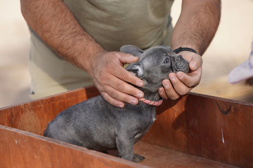 frenchbulldog246267780_10219752505910540_3028349928383806549_n.jpg