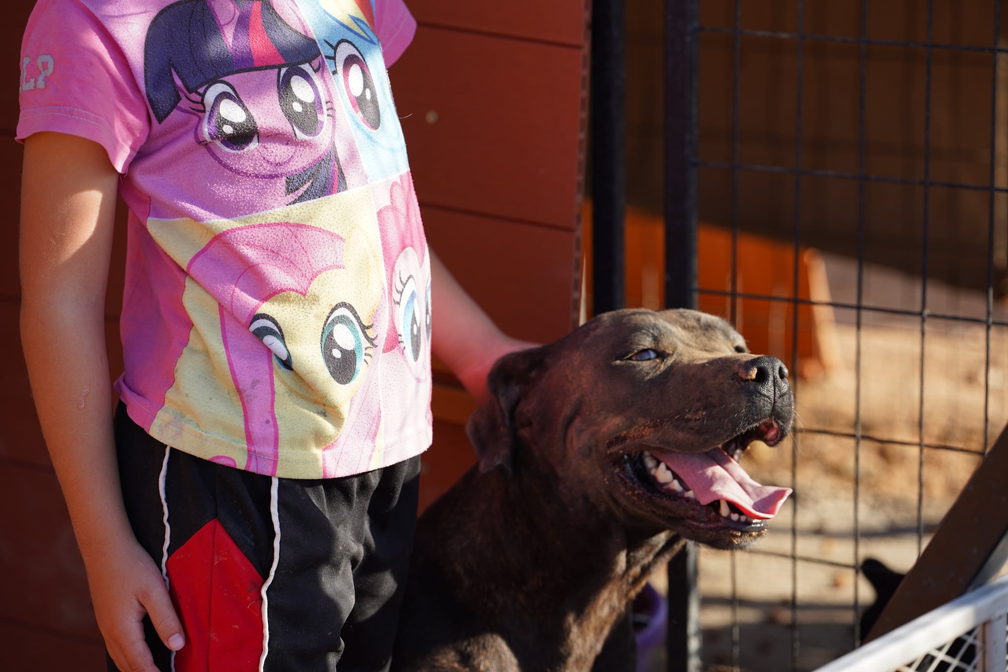 American Bandogge Mastiff