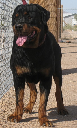 rottweiler cane corso puppies