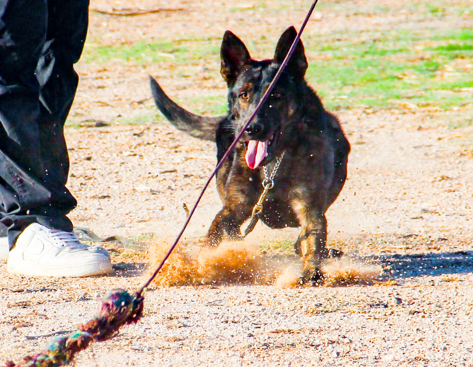 Puppy Training Program Puppies In Training Obedience Protection