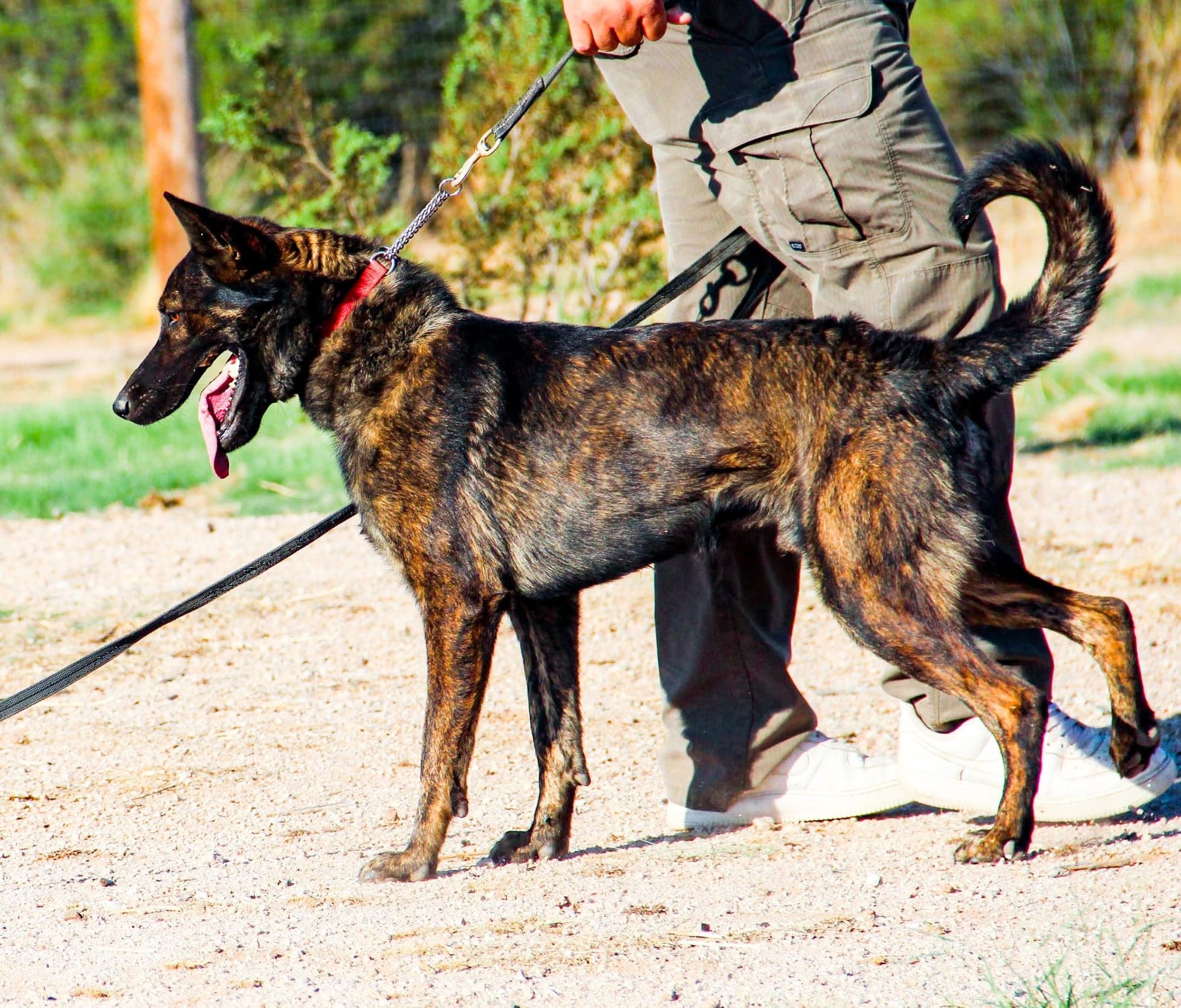Puppy Training Program Puppies In Training Obedience Protection