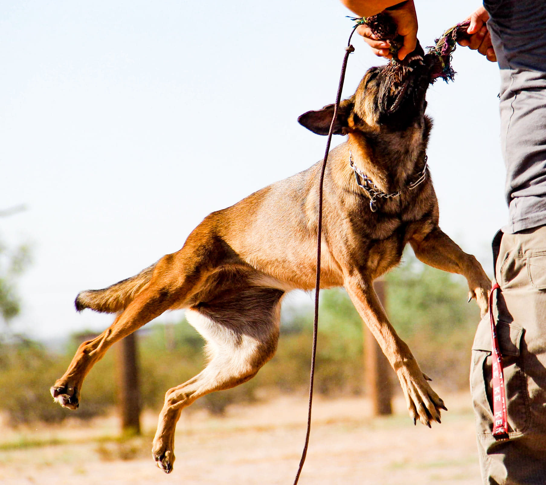 Malinois