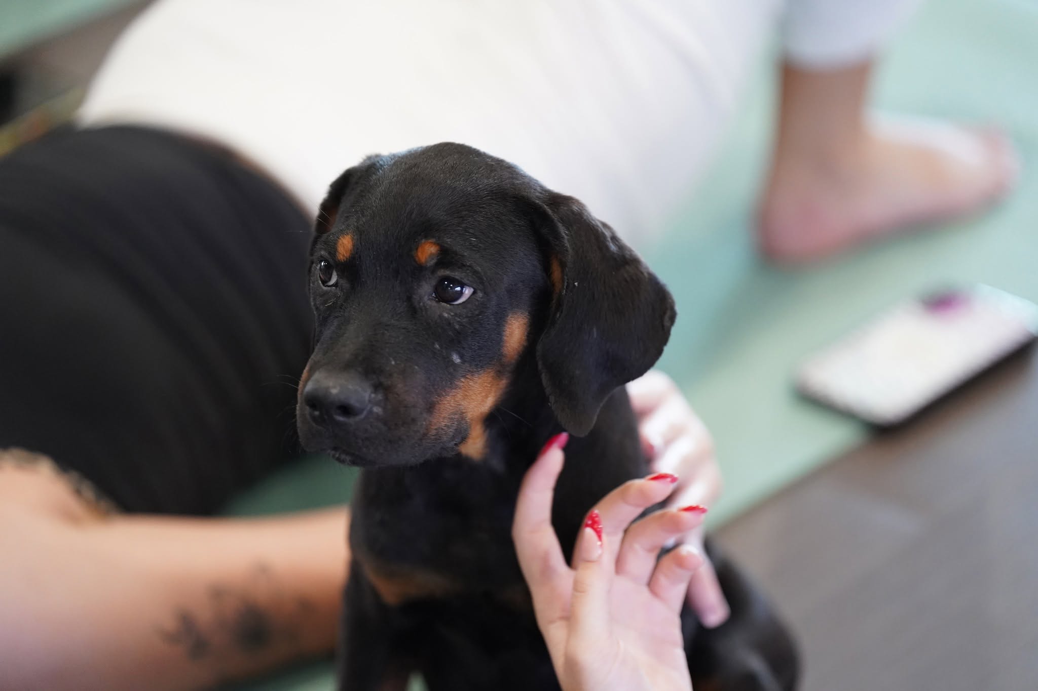 rottweiler