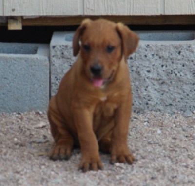 pitweiler puppies for sale pitweiler puppies arizona pitweiler puppies for sale pitweiler puppies arizona