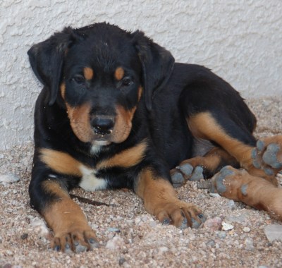 pitweiler puppies for sale pitweiler puppies arizona pitweiler puppies for sale pitweiler puppies arizona