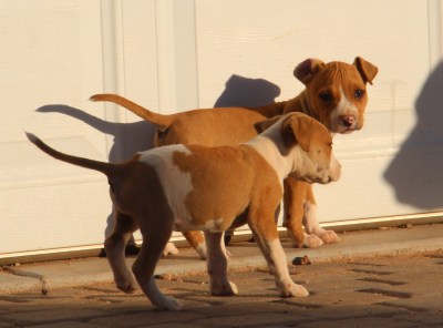 pitbull puppies for sale in nj