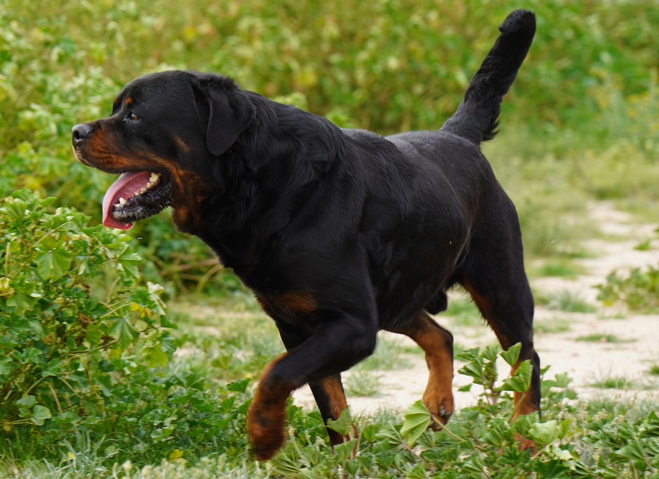 Rottweiler