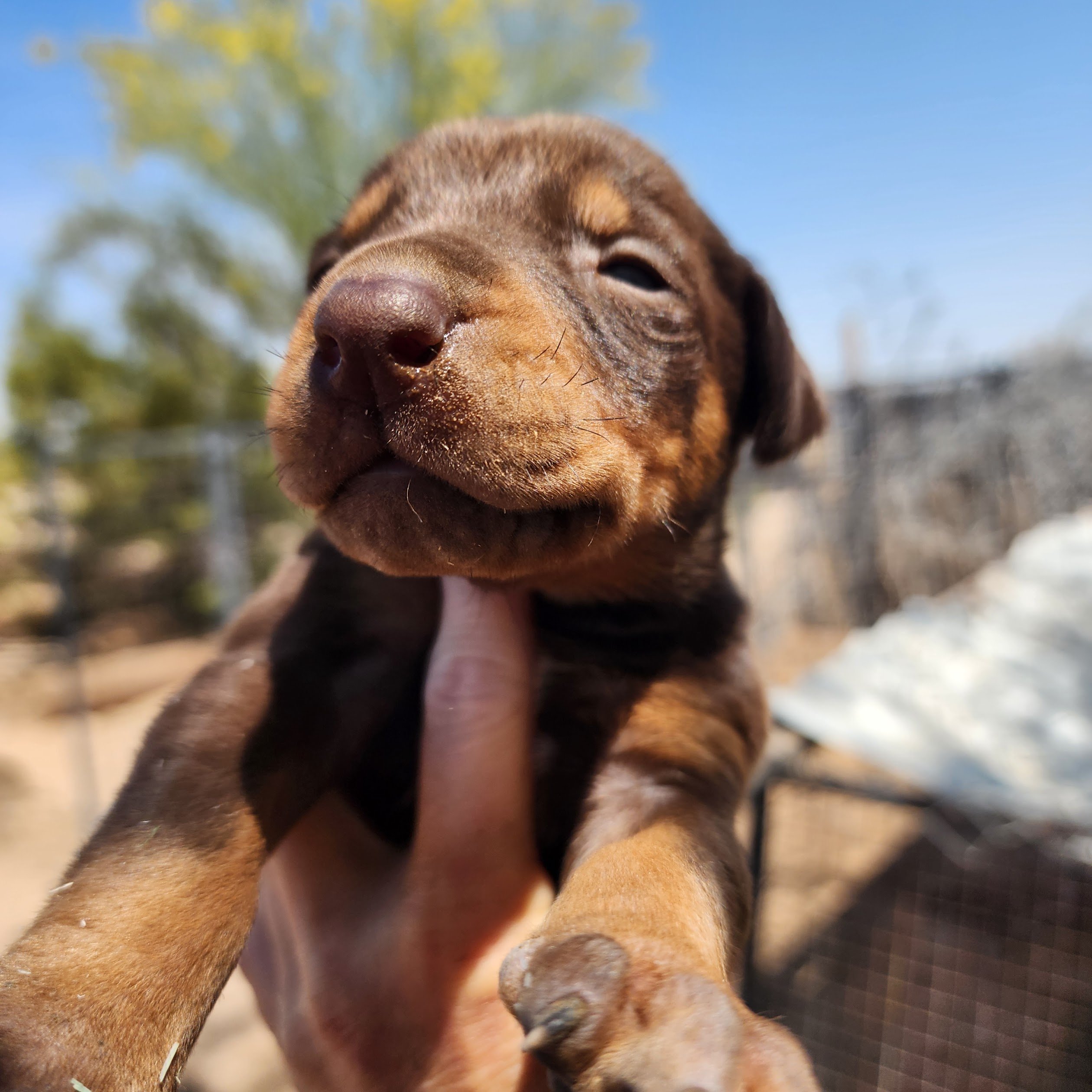 doberman doberman