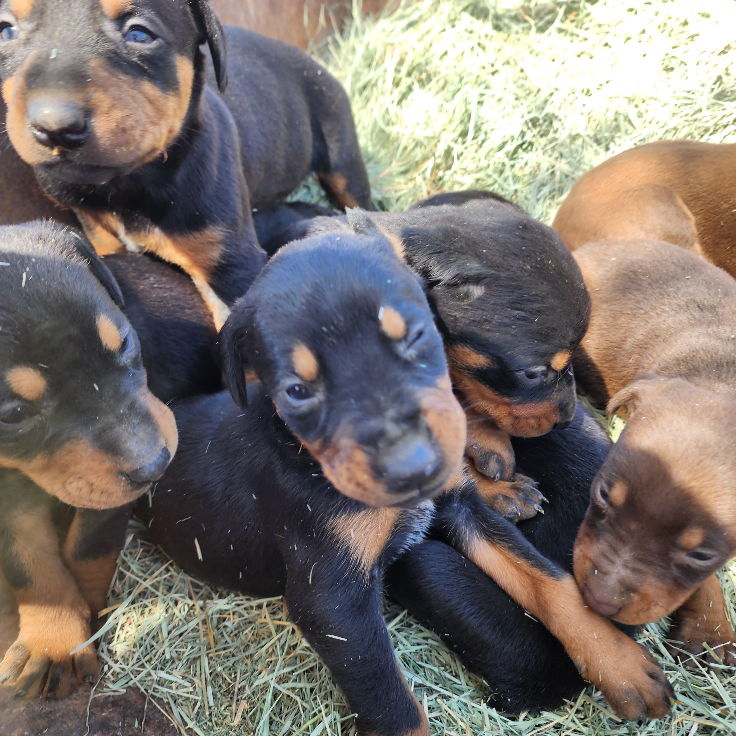 doberman doberman