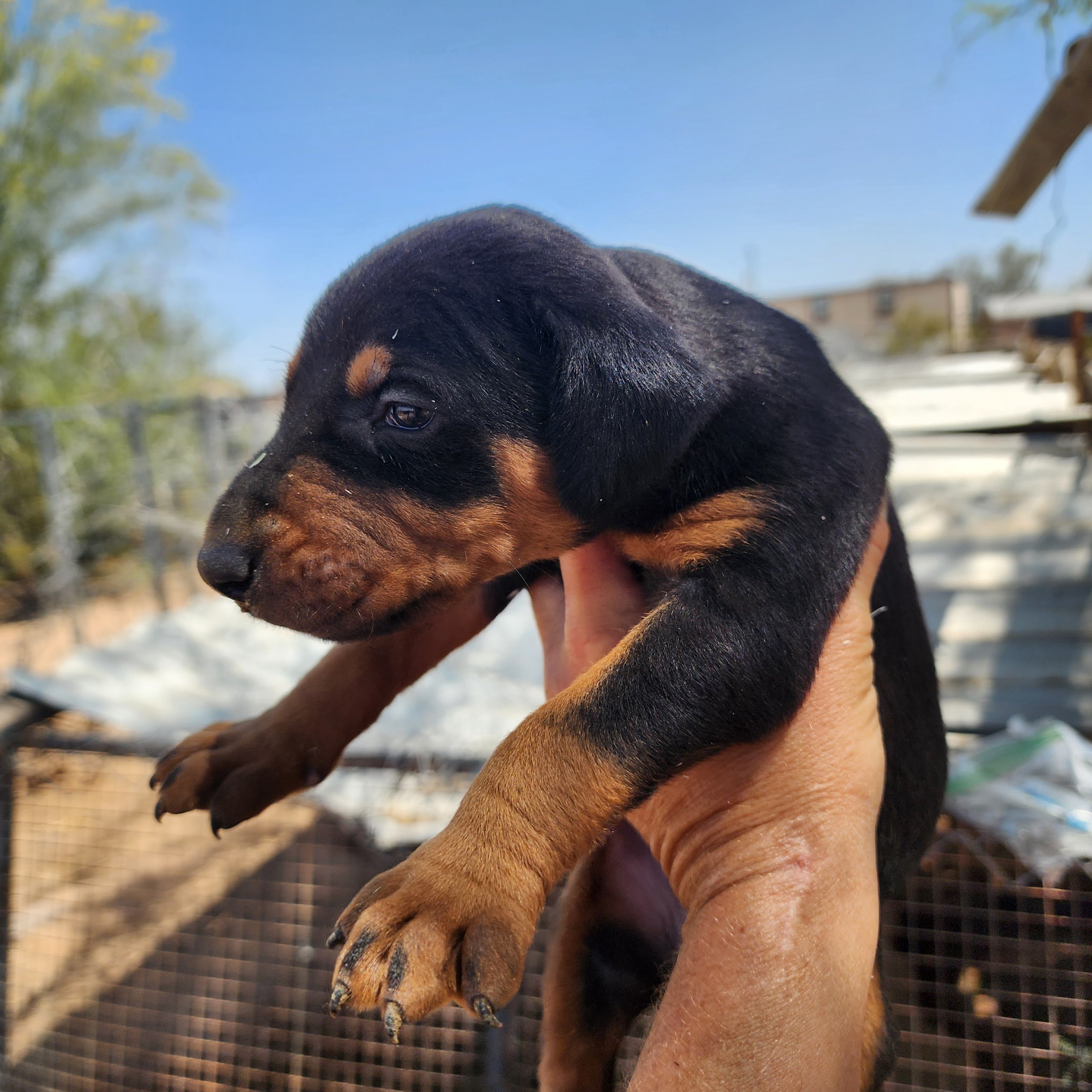 doberman doberman