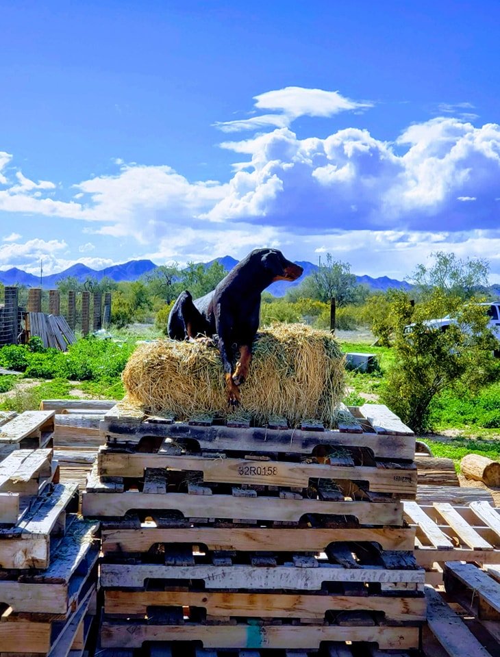 doberman doberman