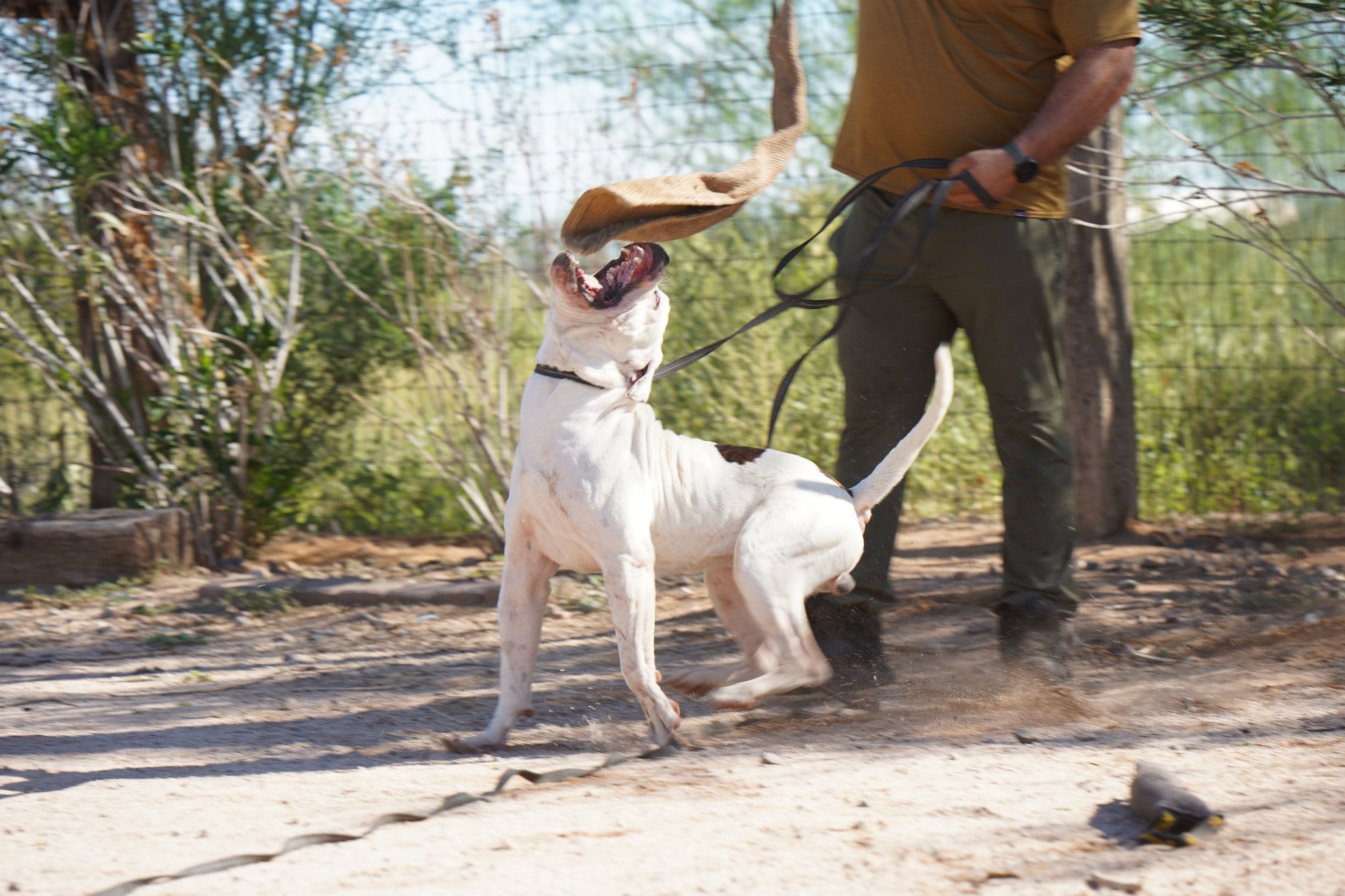 American Bulldog American Bulldog