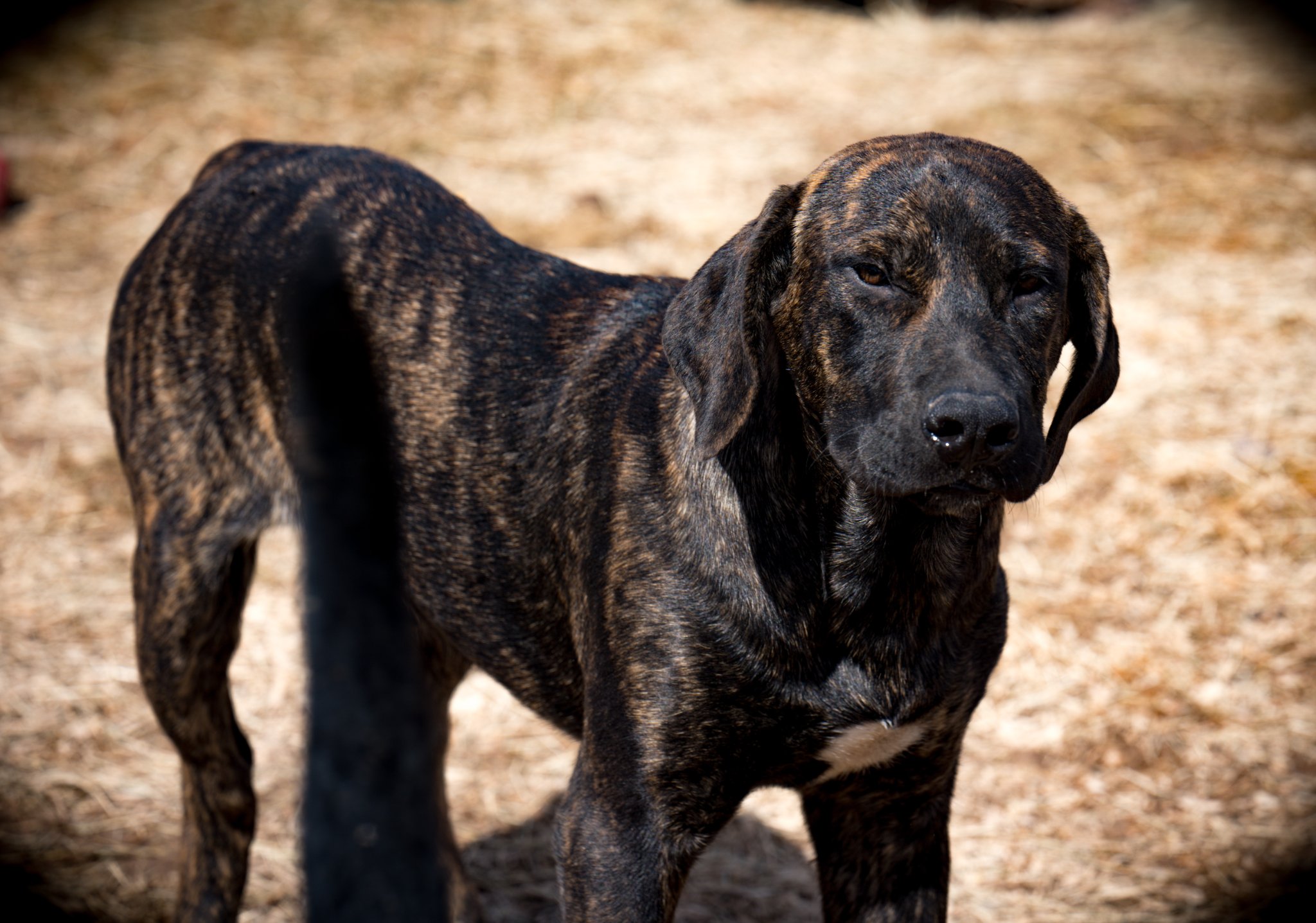 American Bandogge Mastiff
