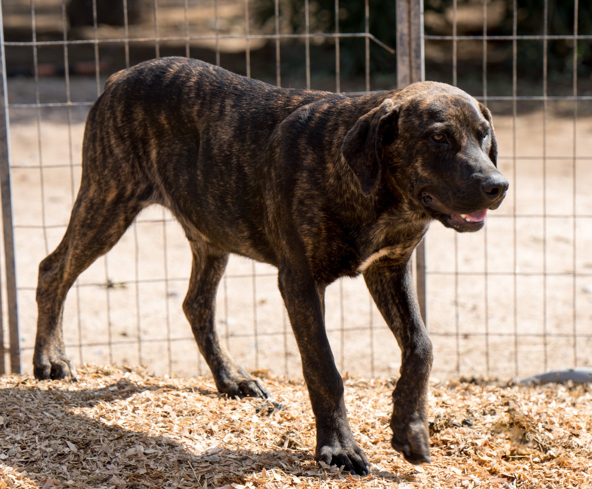 American Bandogge Mastiff