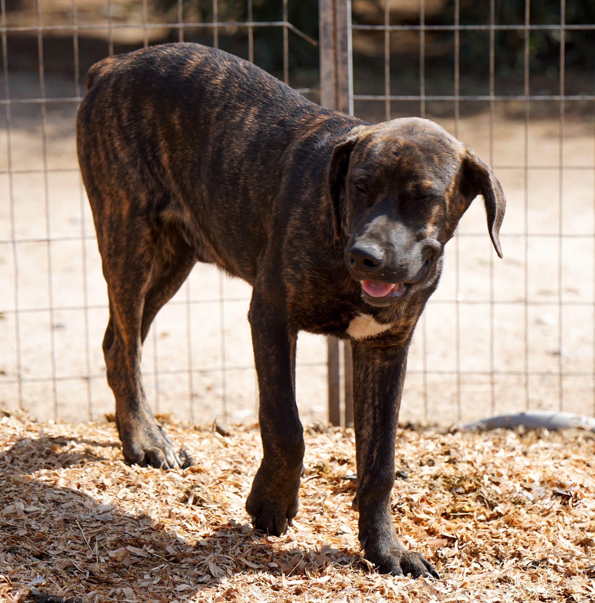 American Bandogge Mastiff