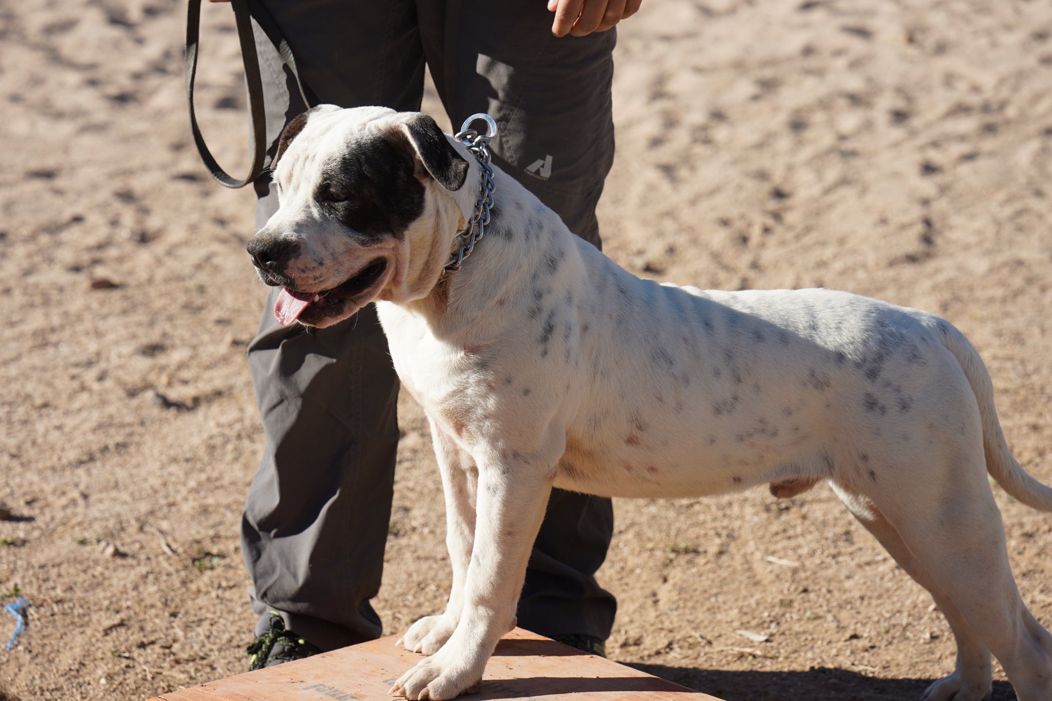 American Bulldog American Bulldog