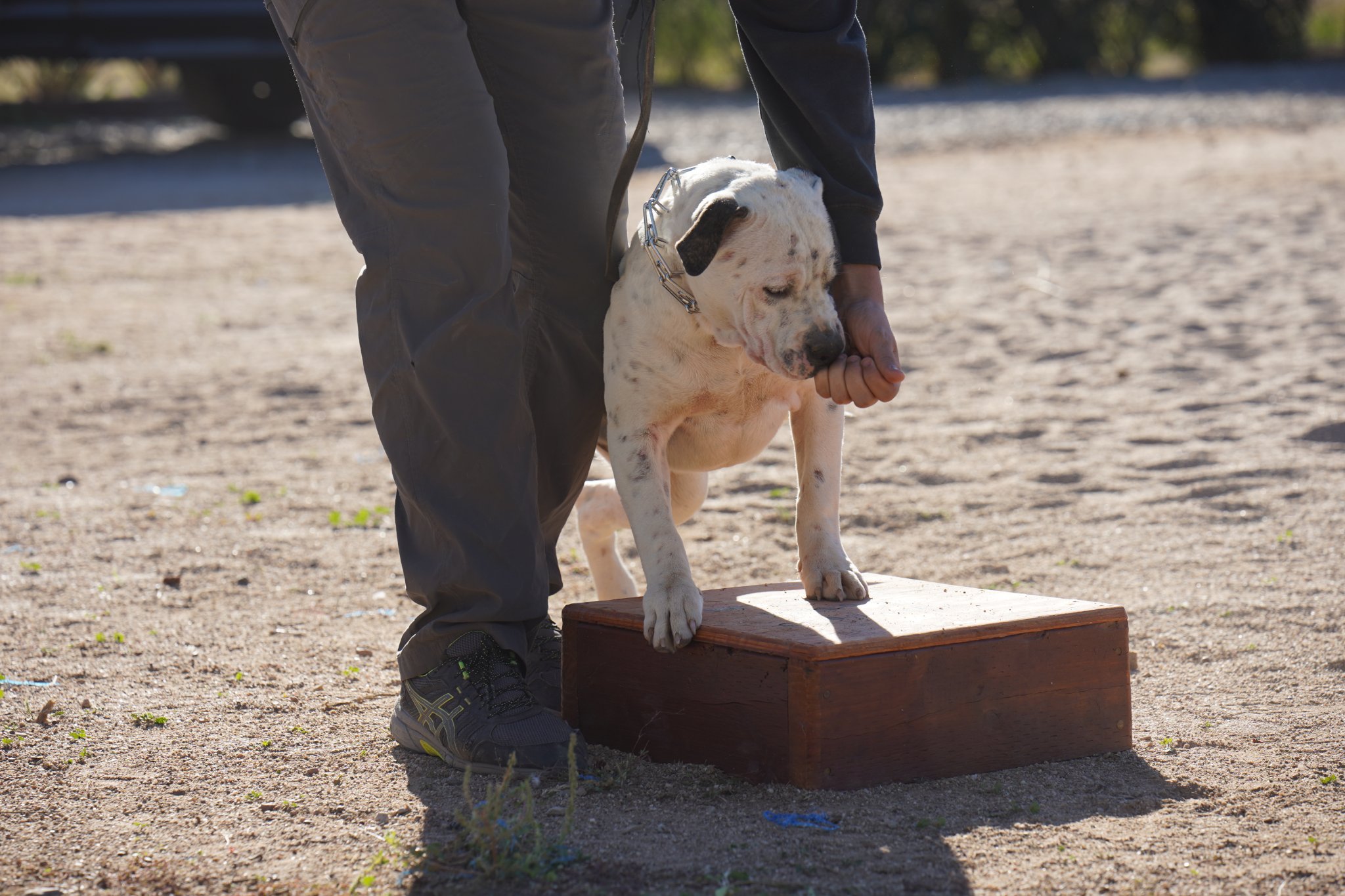 American Bulldog American Bulldog