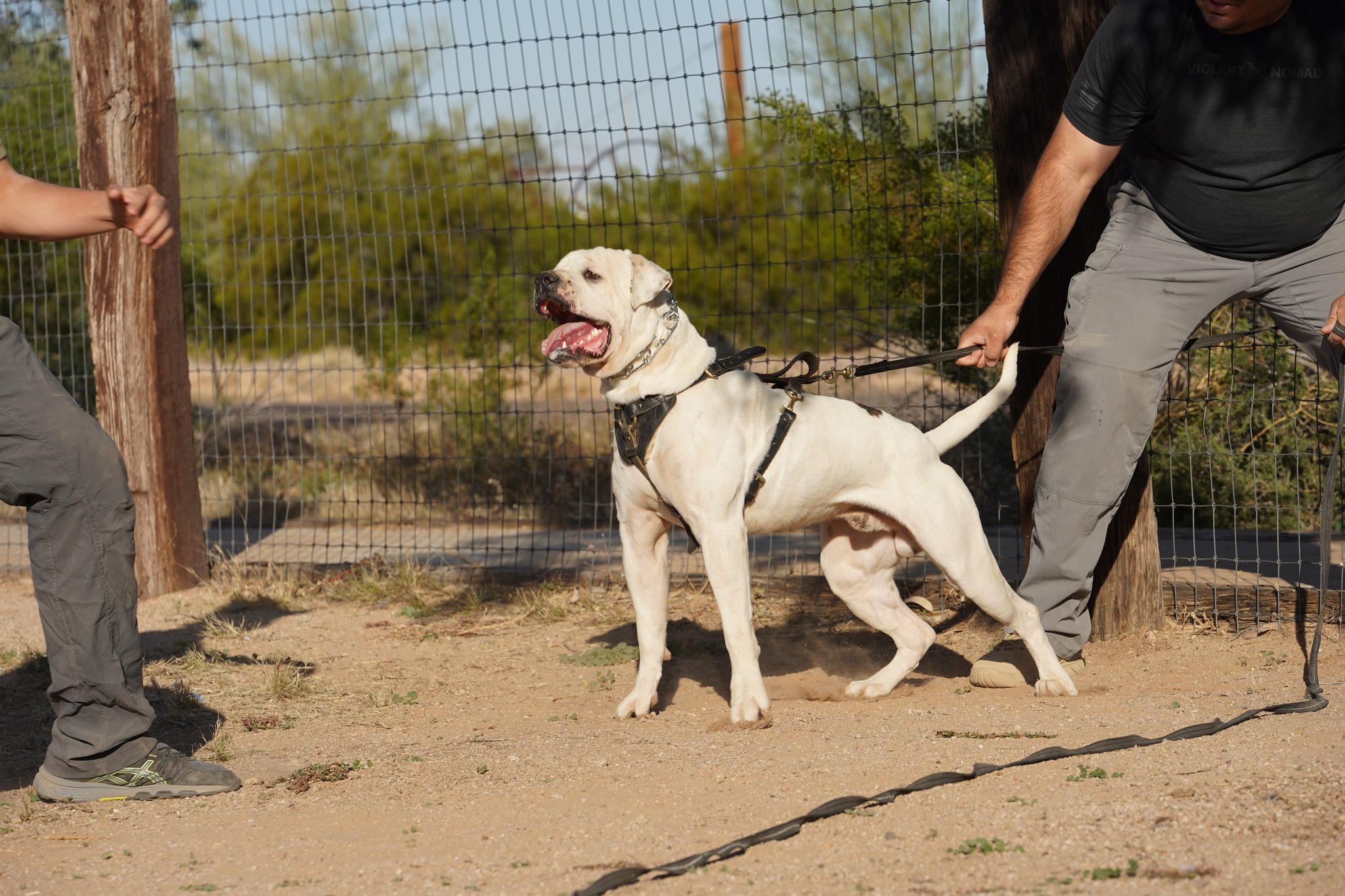 American Bulldog