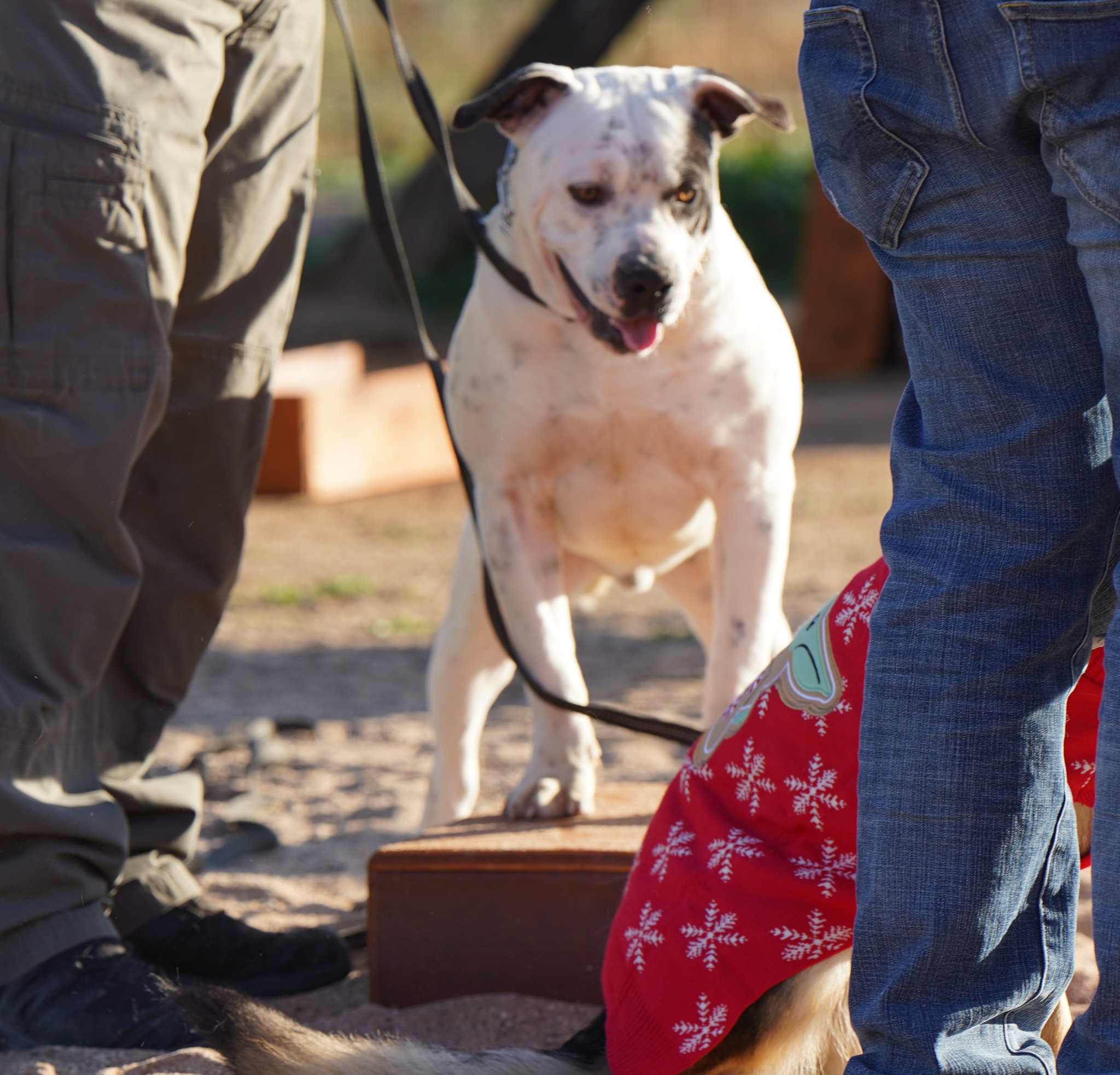 American Bulldog American Bulldog