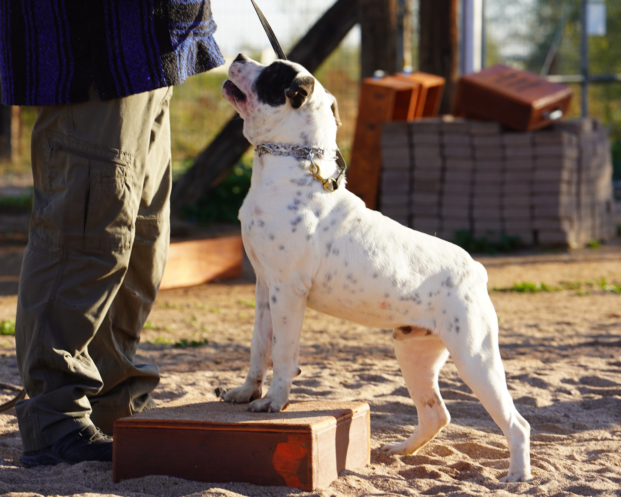 American Bulldog American Bulldog