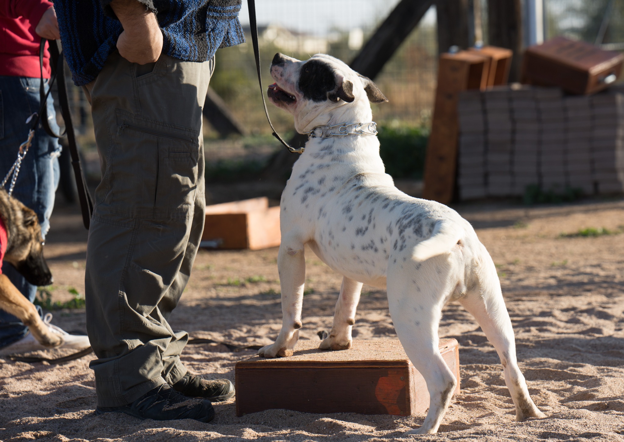 American Bulldog