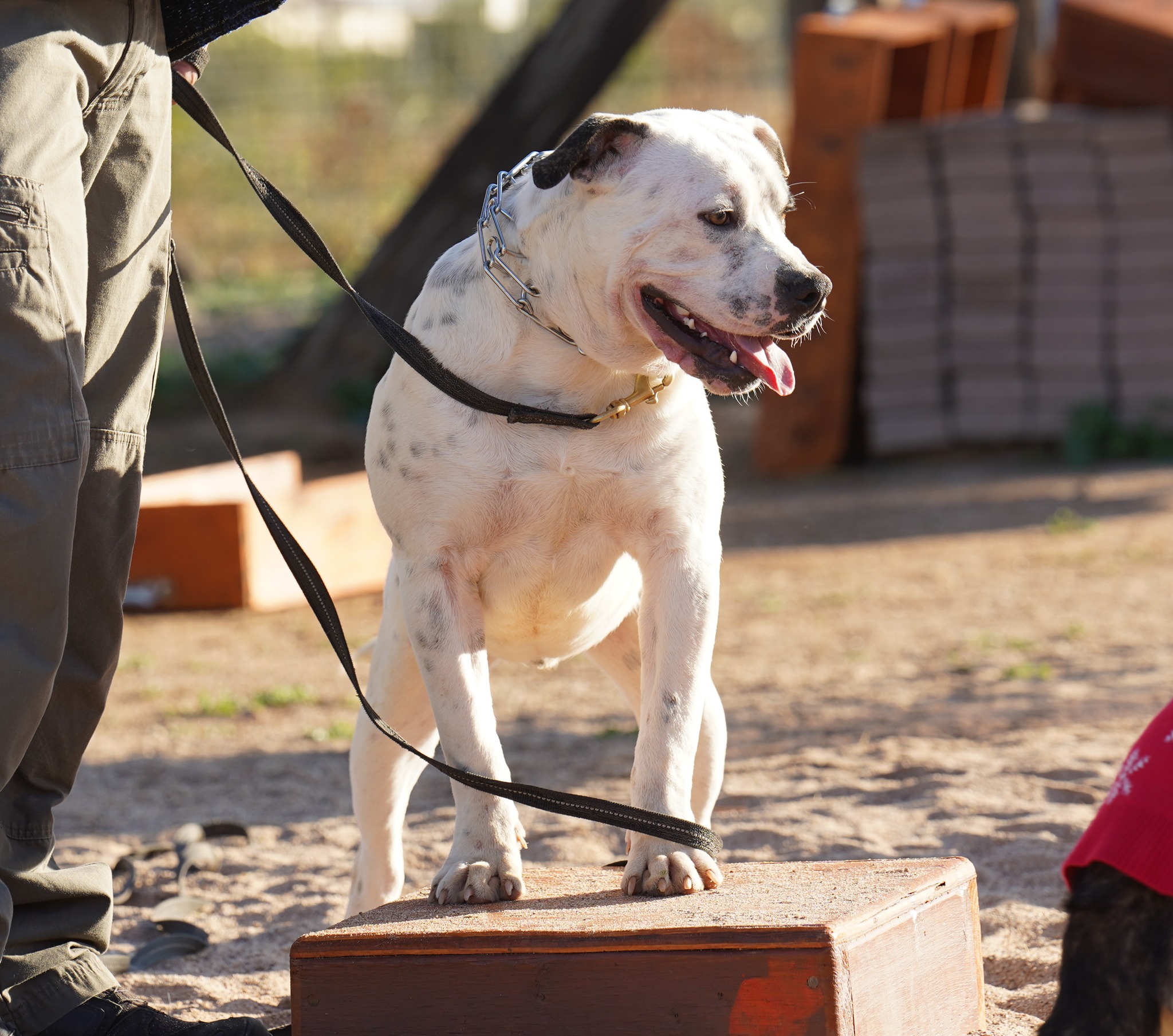 American Bulldog American Bulldog