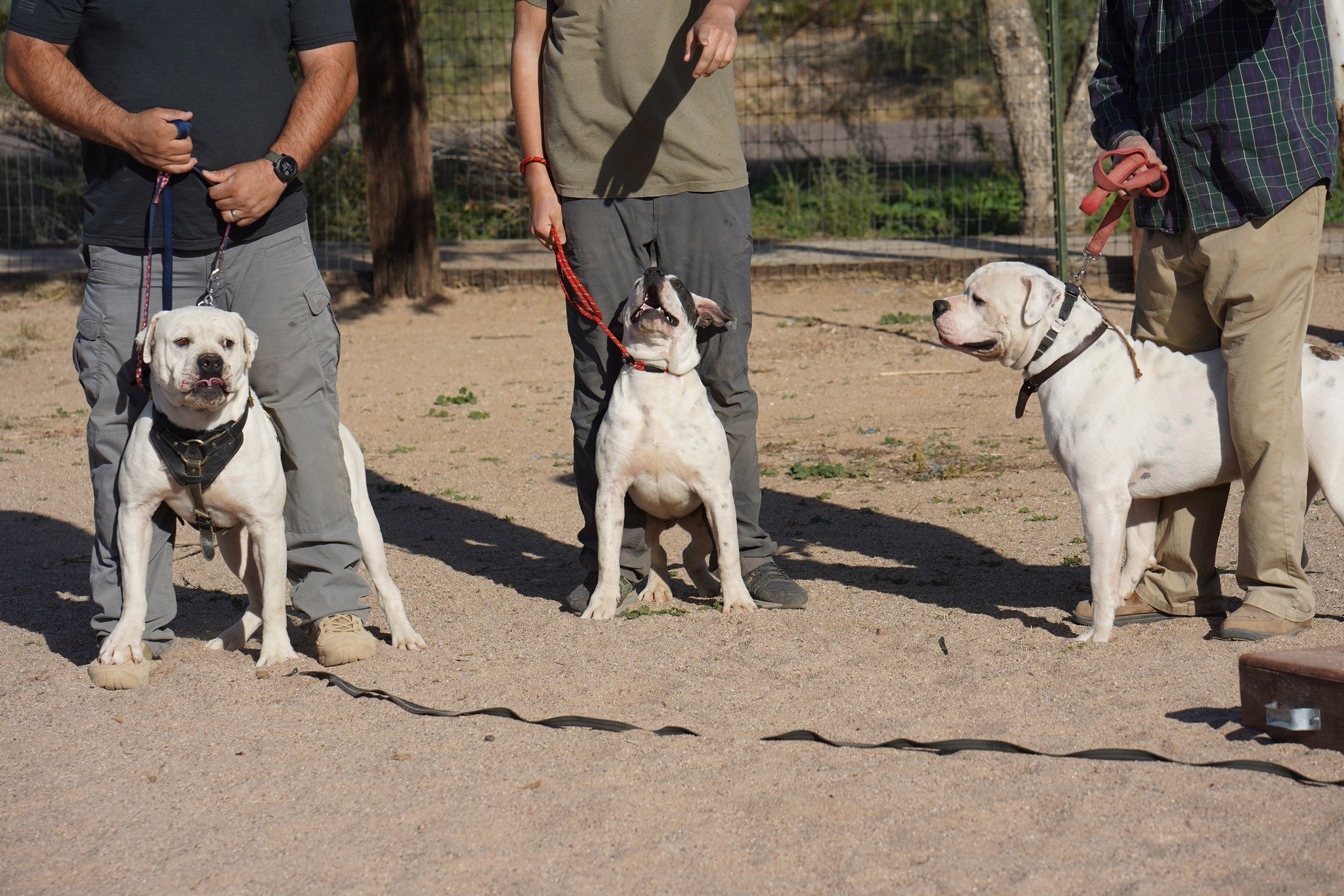 American Bulldog American Bulldog