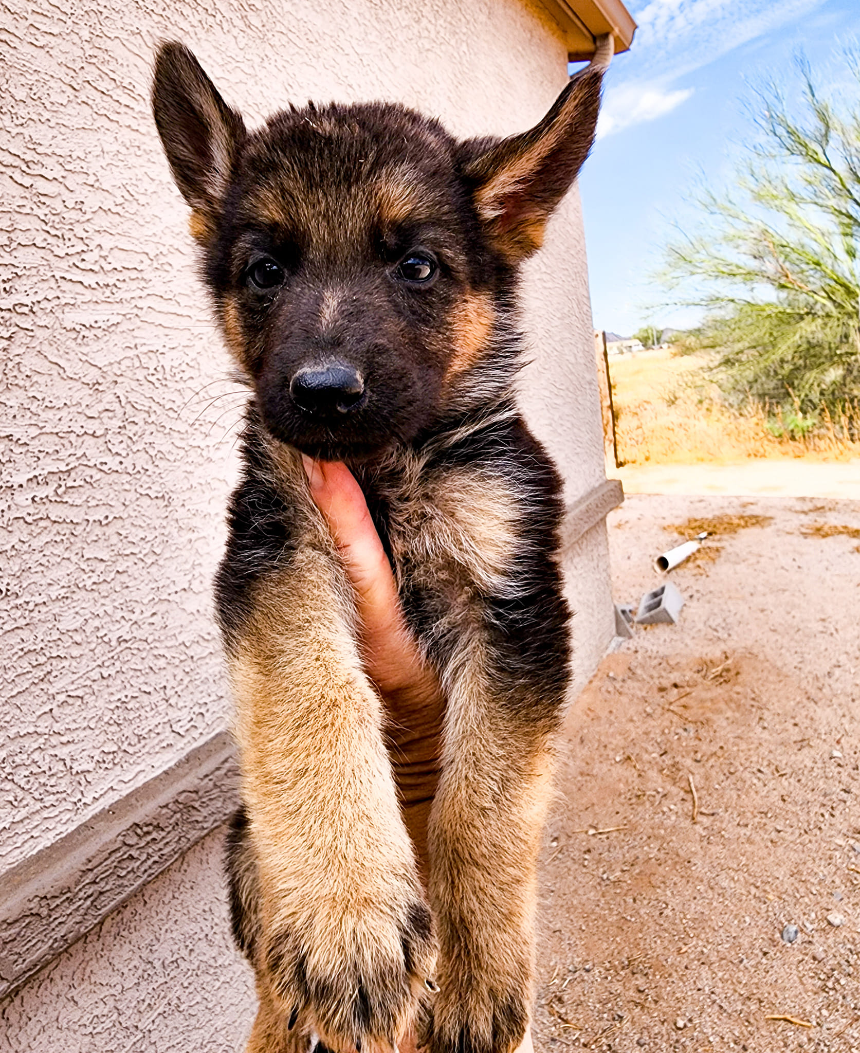 German Shepherd