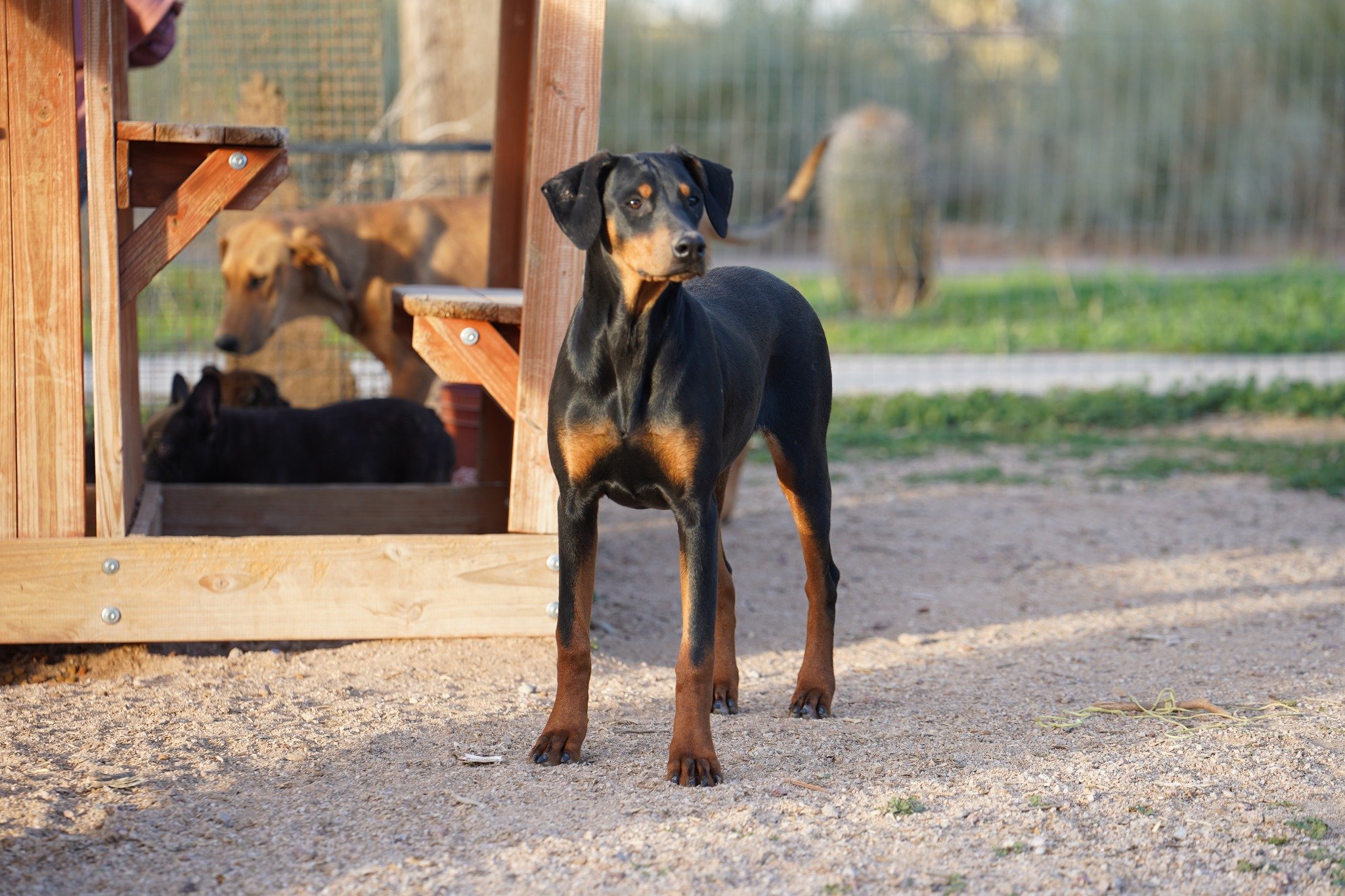 doberman doberman