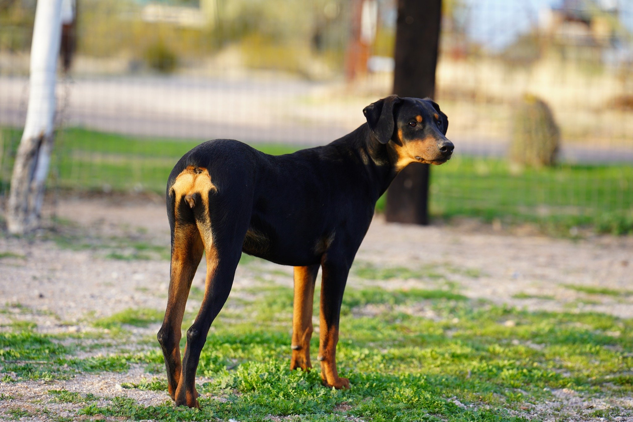 doberman doberman
