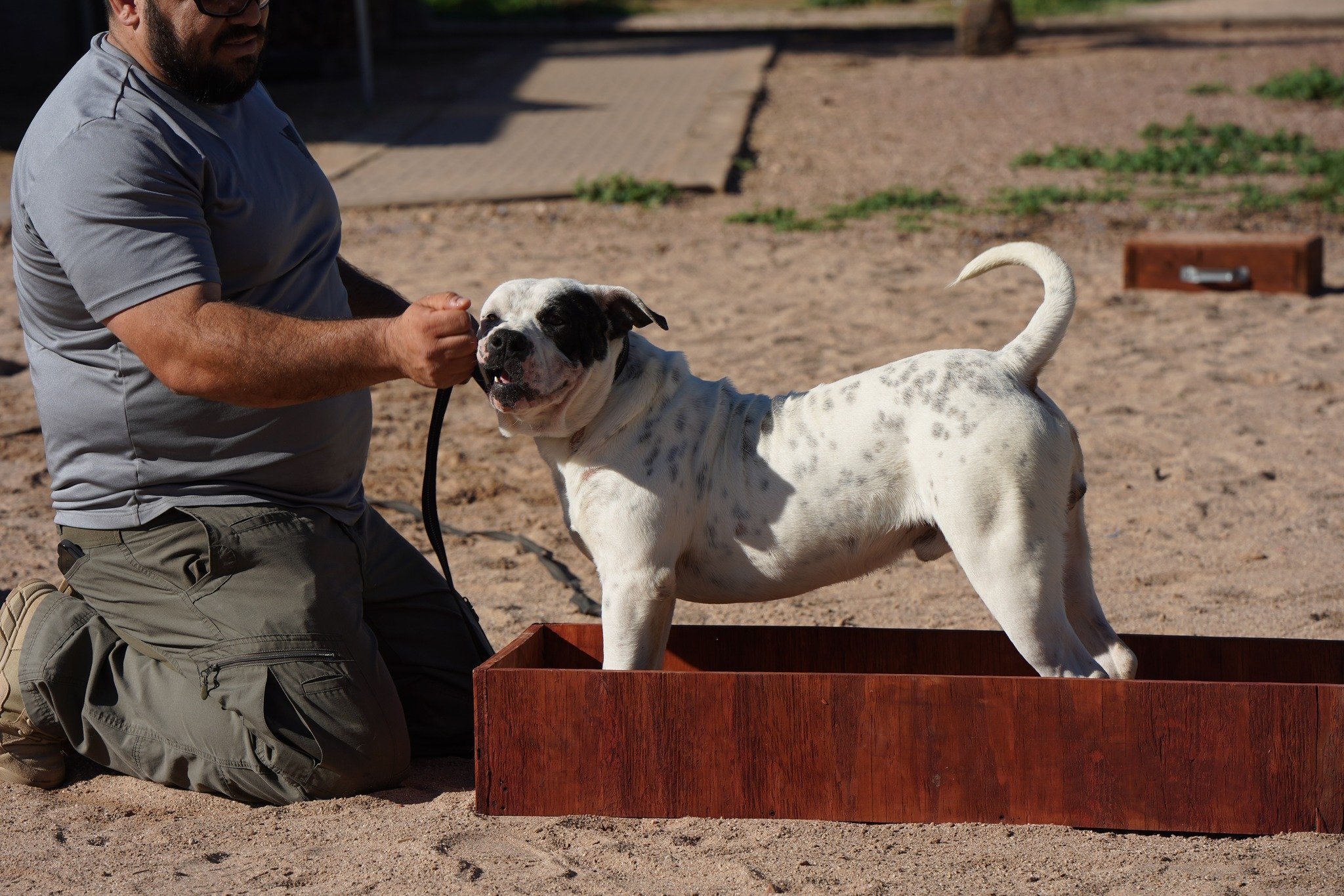 American Bulldog American Bulldog
