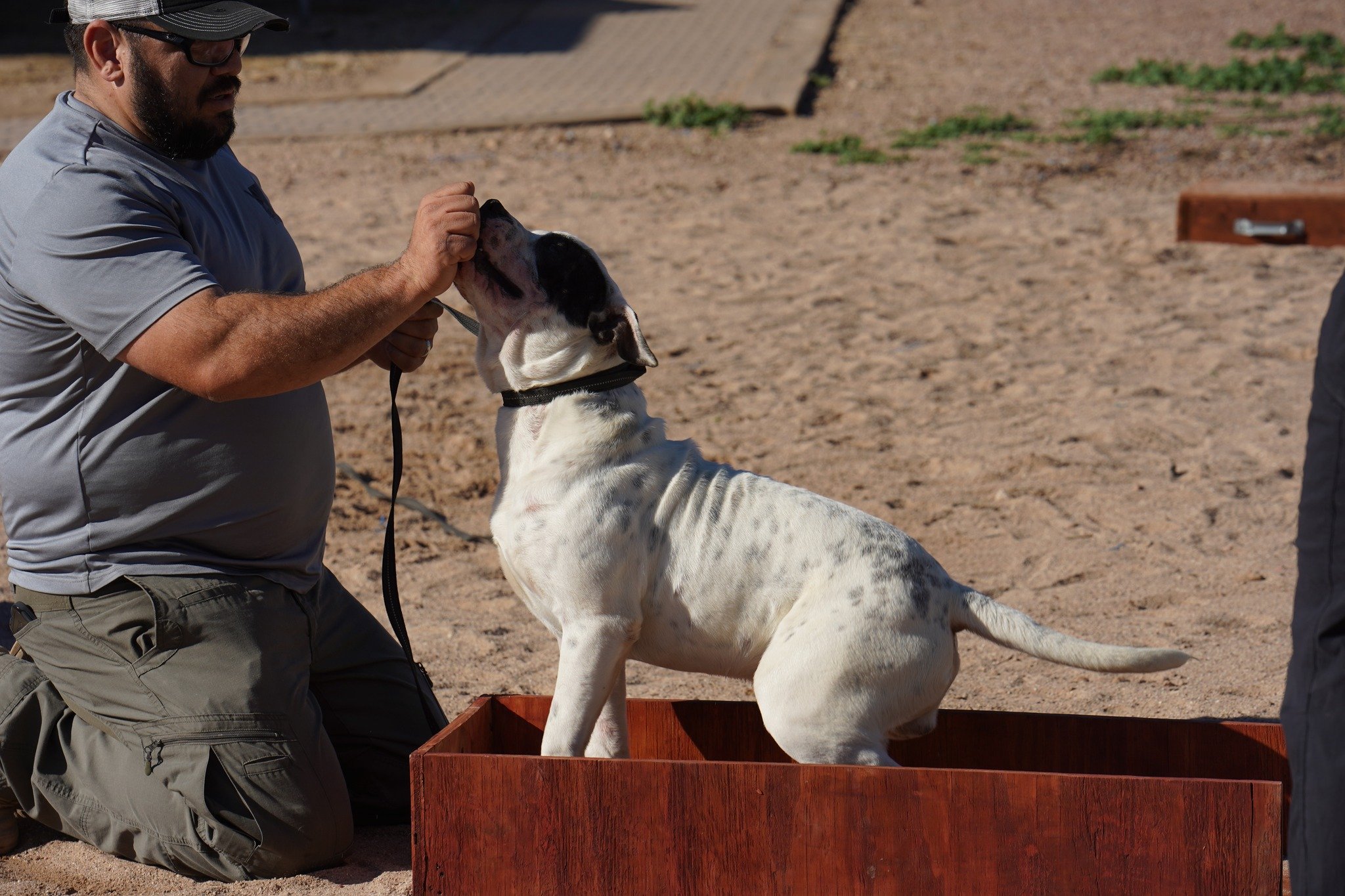 American Bulldog American Bulldog