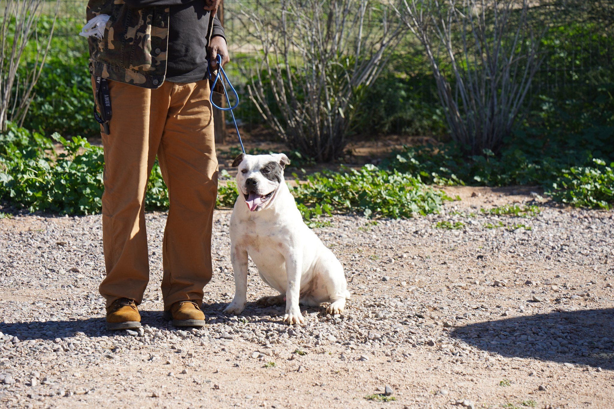 American Bulldog American Bulldog