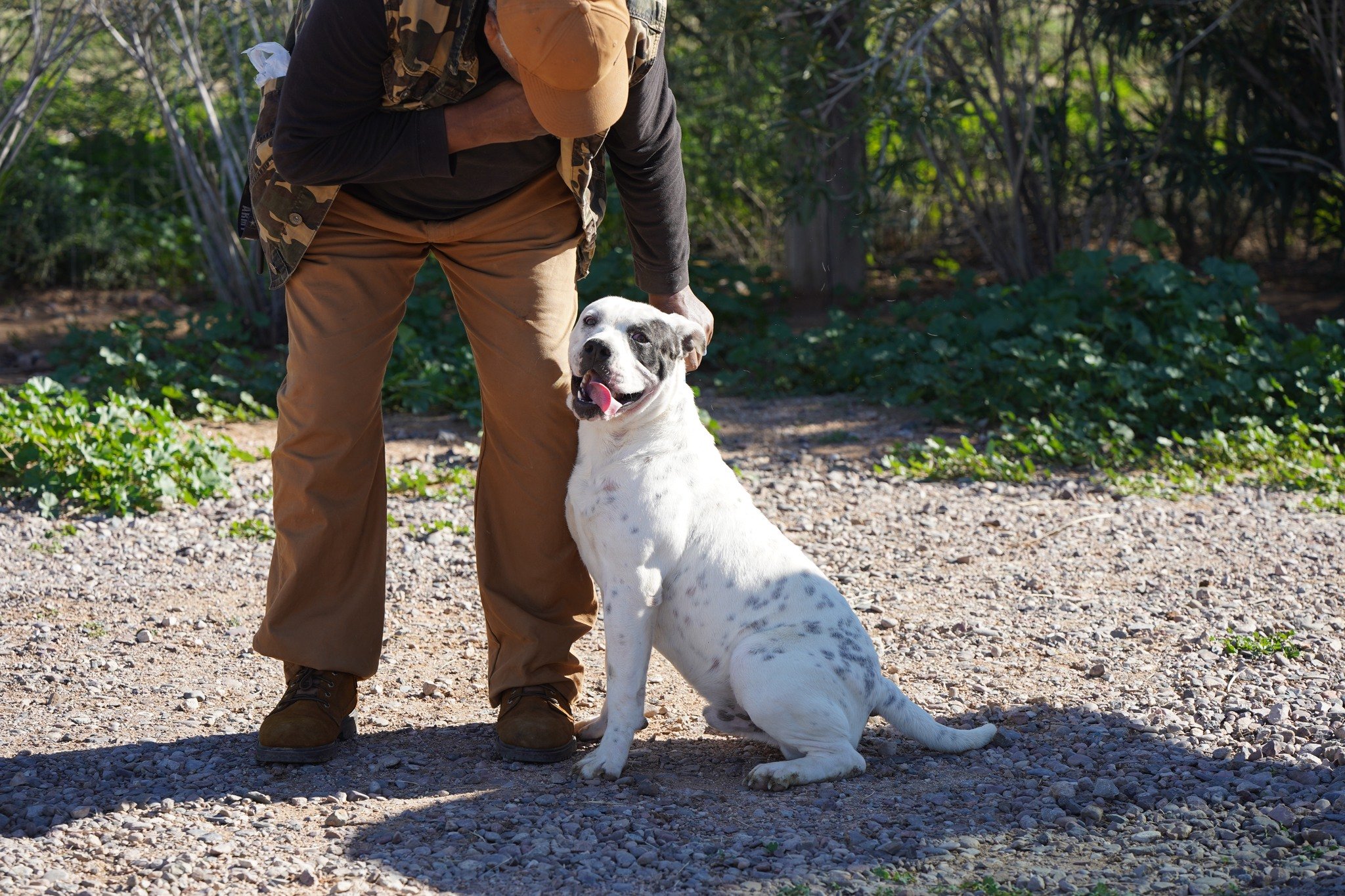 American Bulldog American Bulldog