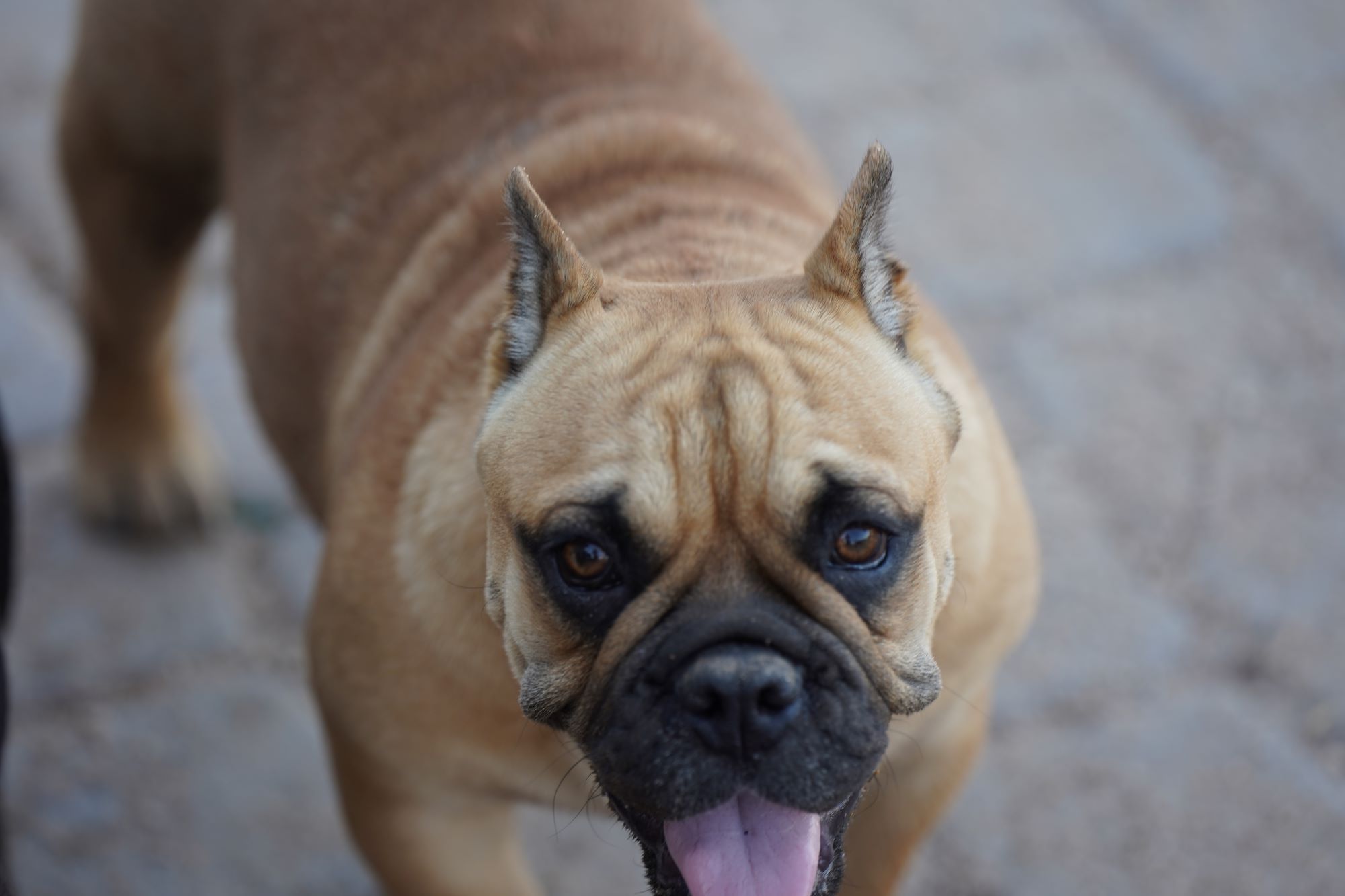 micro exotic bull micro exotic bull