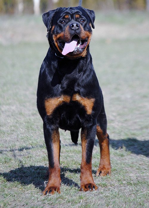 Rottweiler