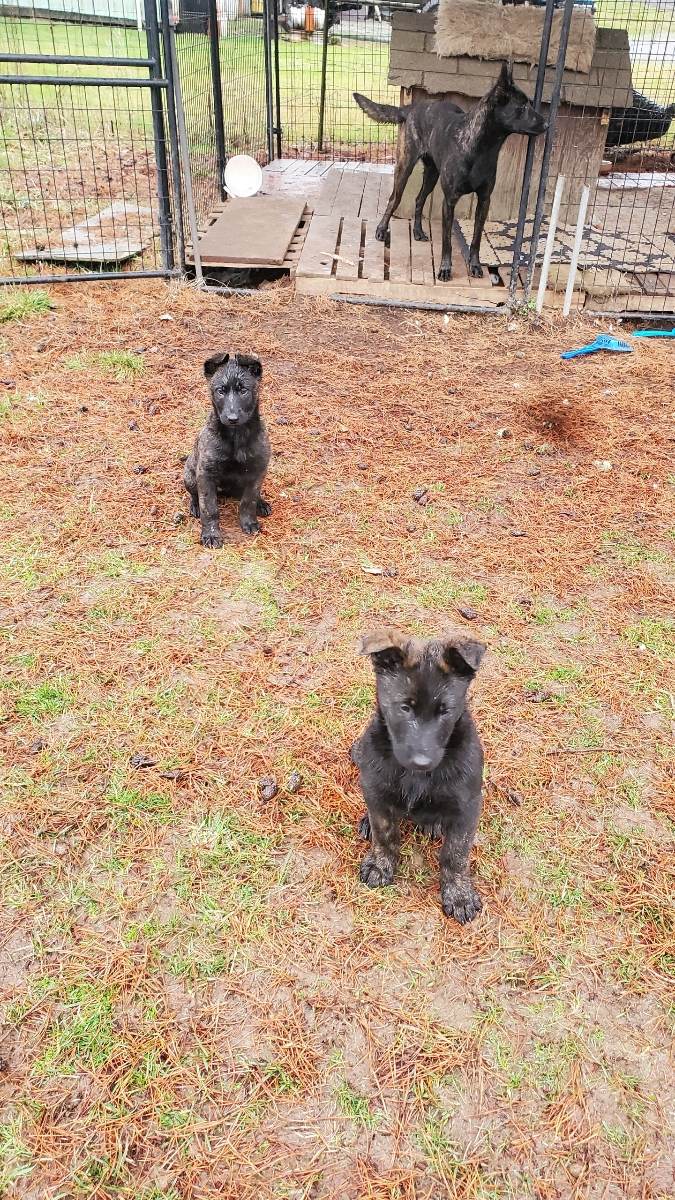 Dutch Shepherd