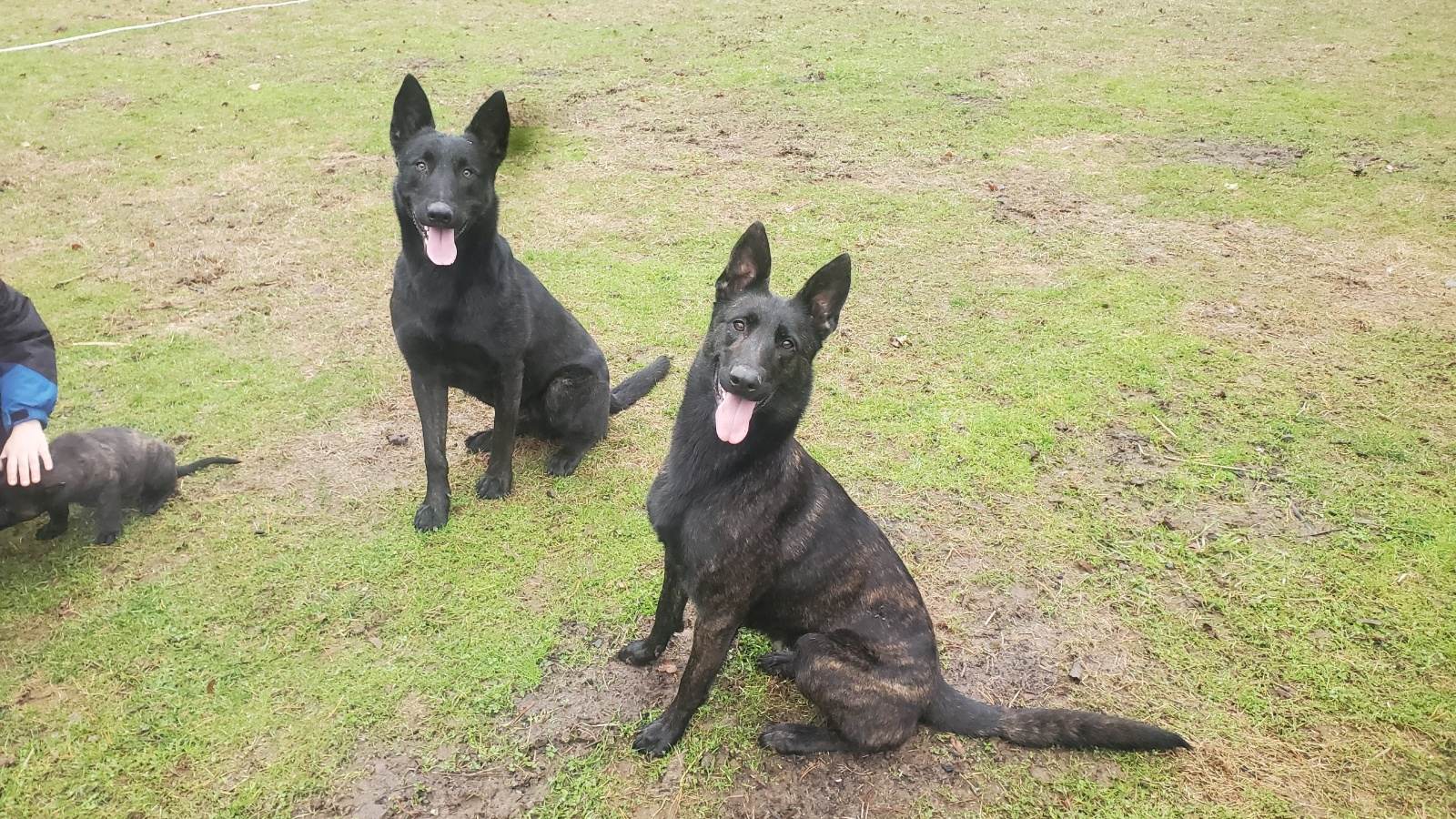 Dutch Shepherd