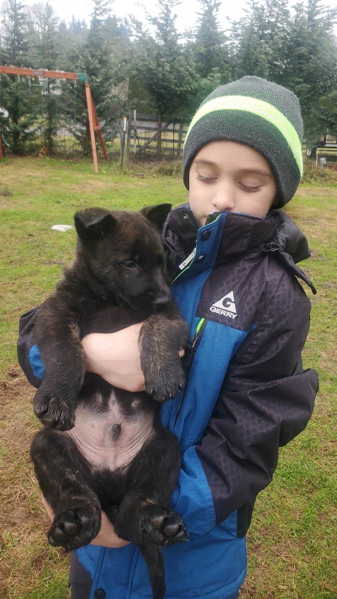 Dutch Shepherd