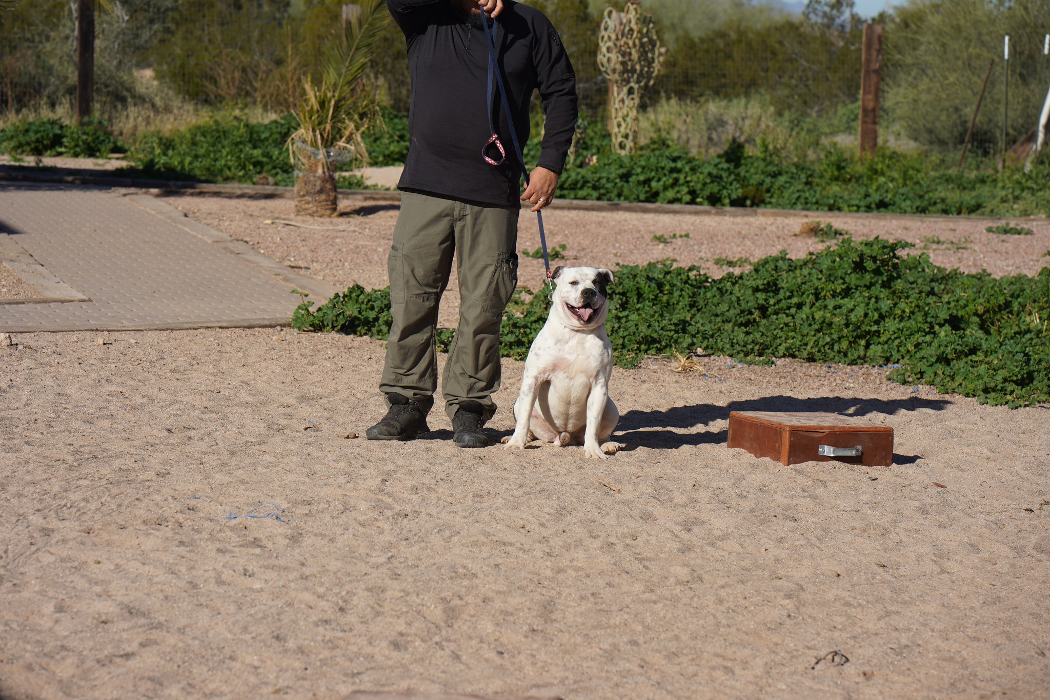 American Bulldog American Bulldog