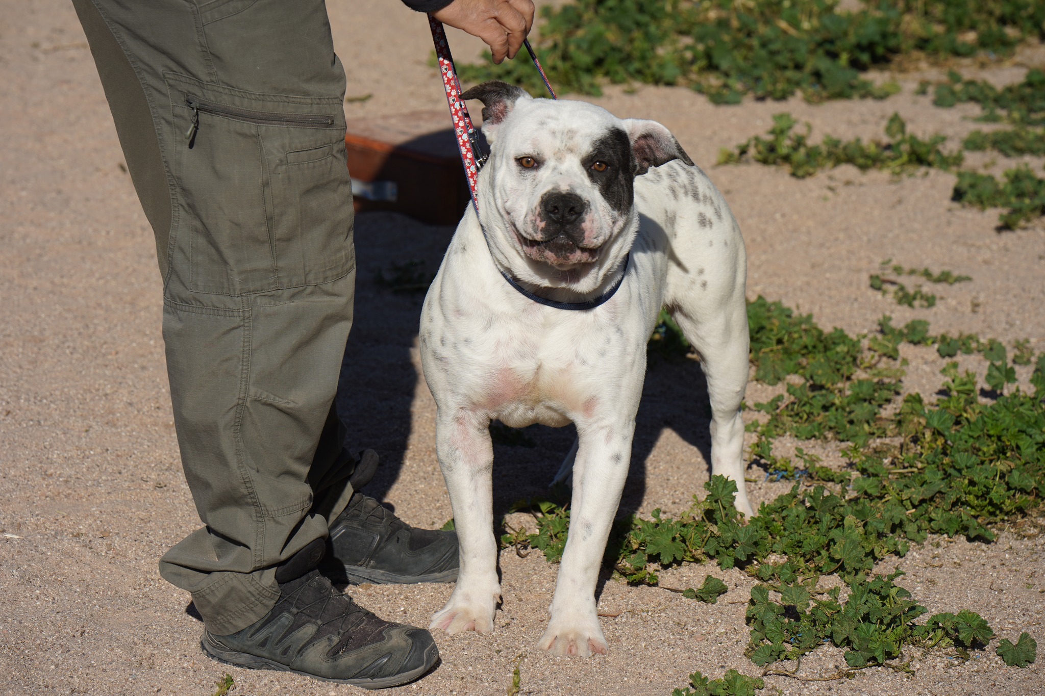 American Bulldog American Bulldog