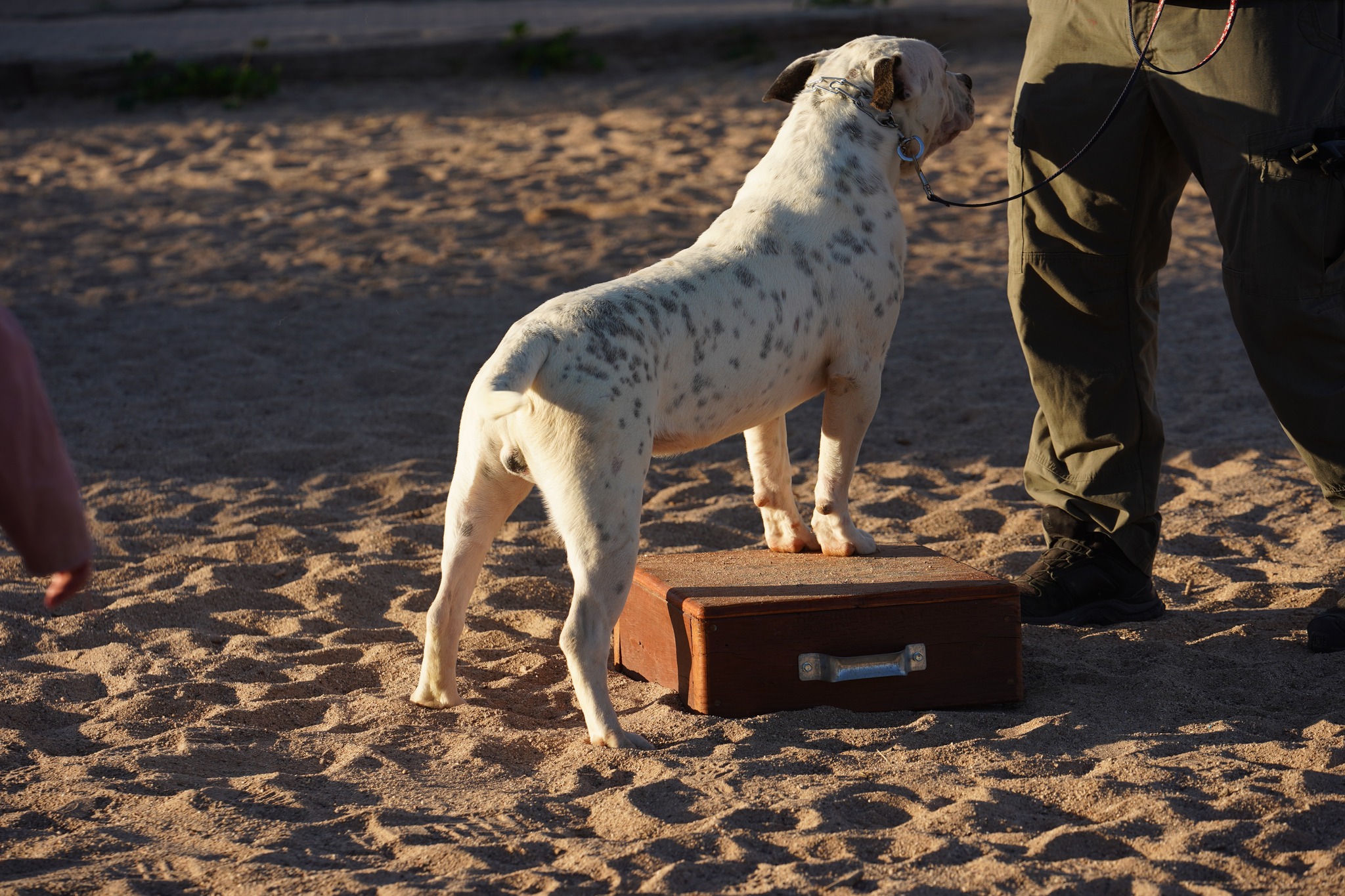 American Bulldog American Bulldog