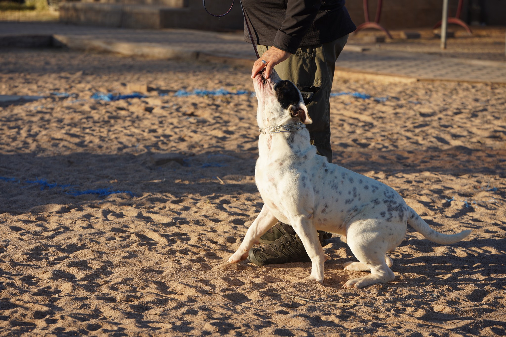 American Bulldog American Bulldog