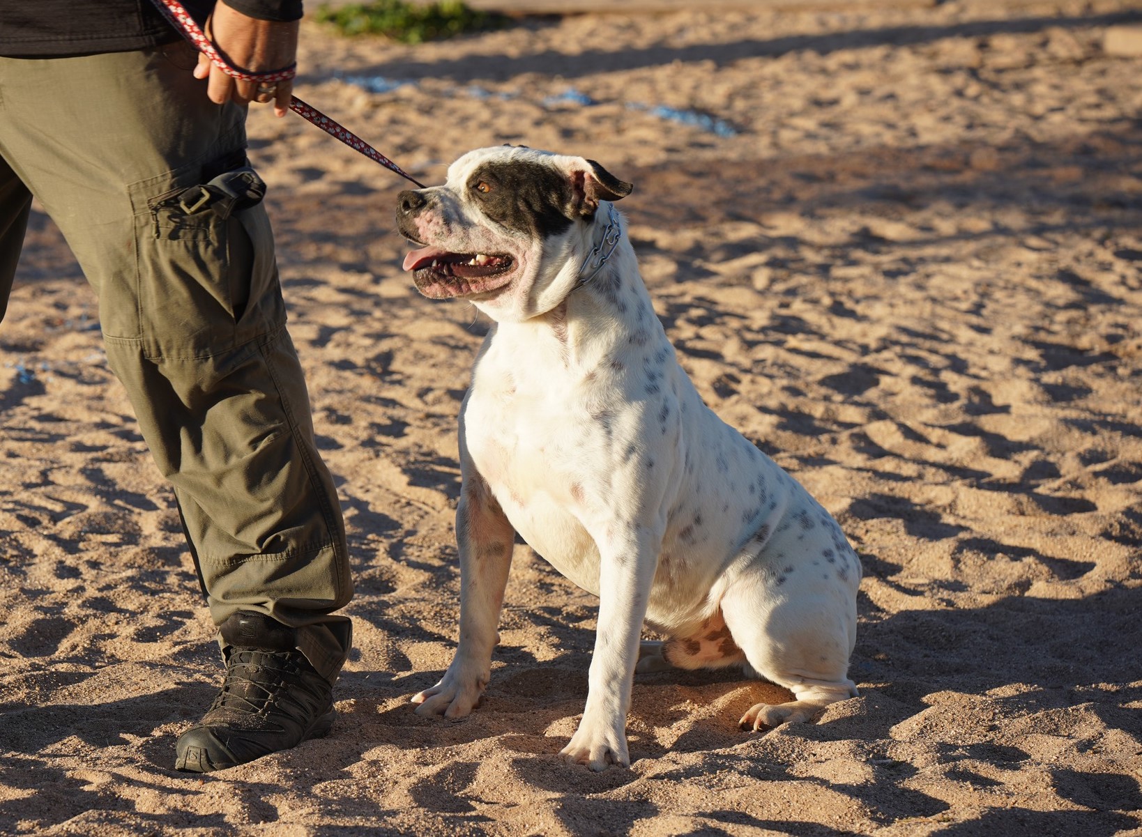 American Bulldog American Bulldog