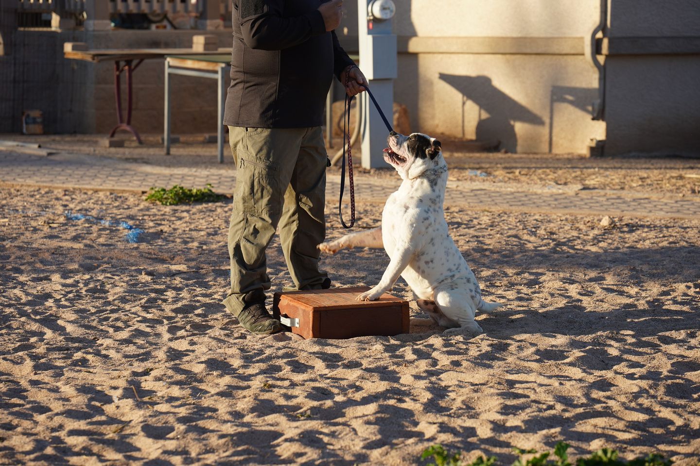 American Bulldog American Bulldog