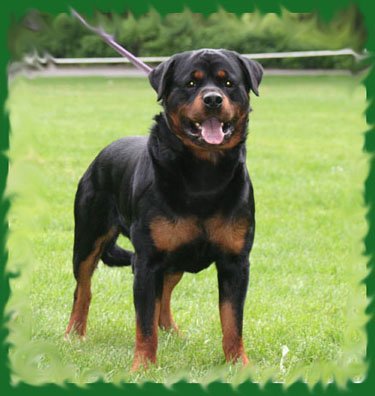 Rottweiler