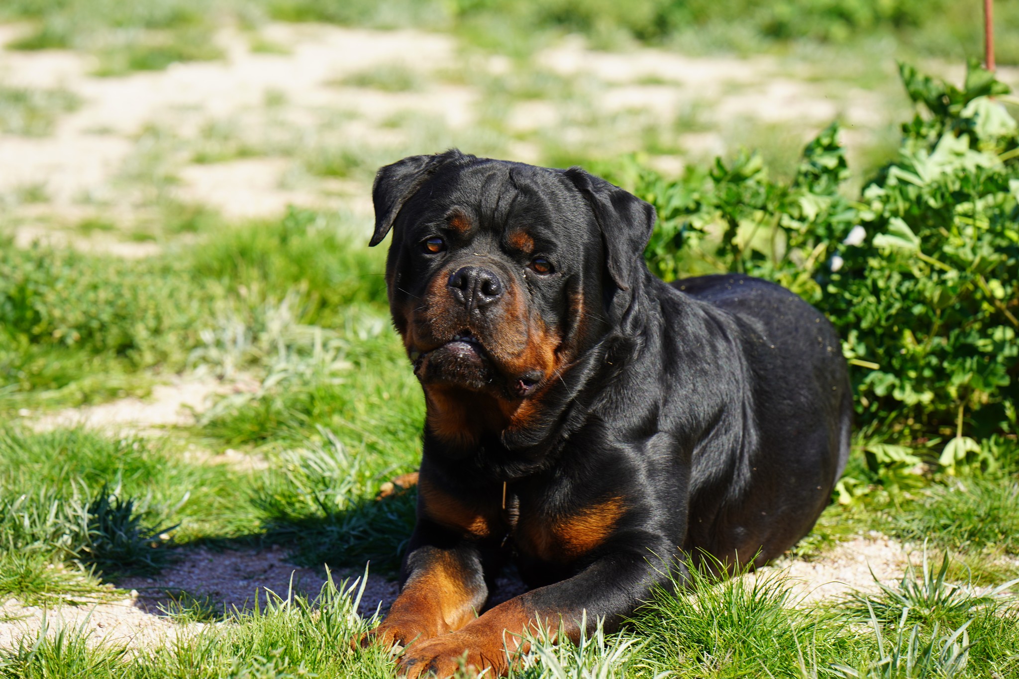 Rottweiler
