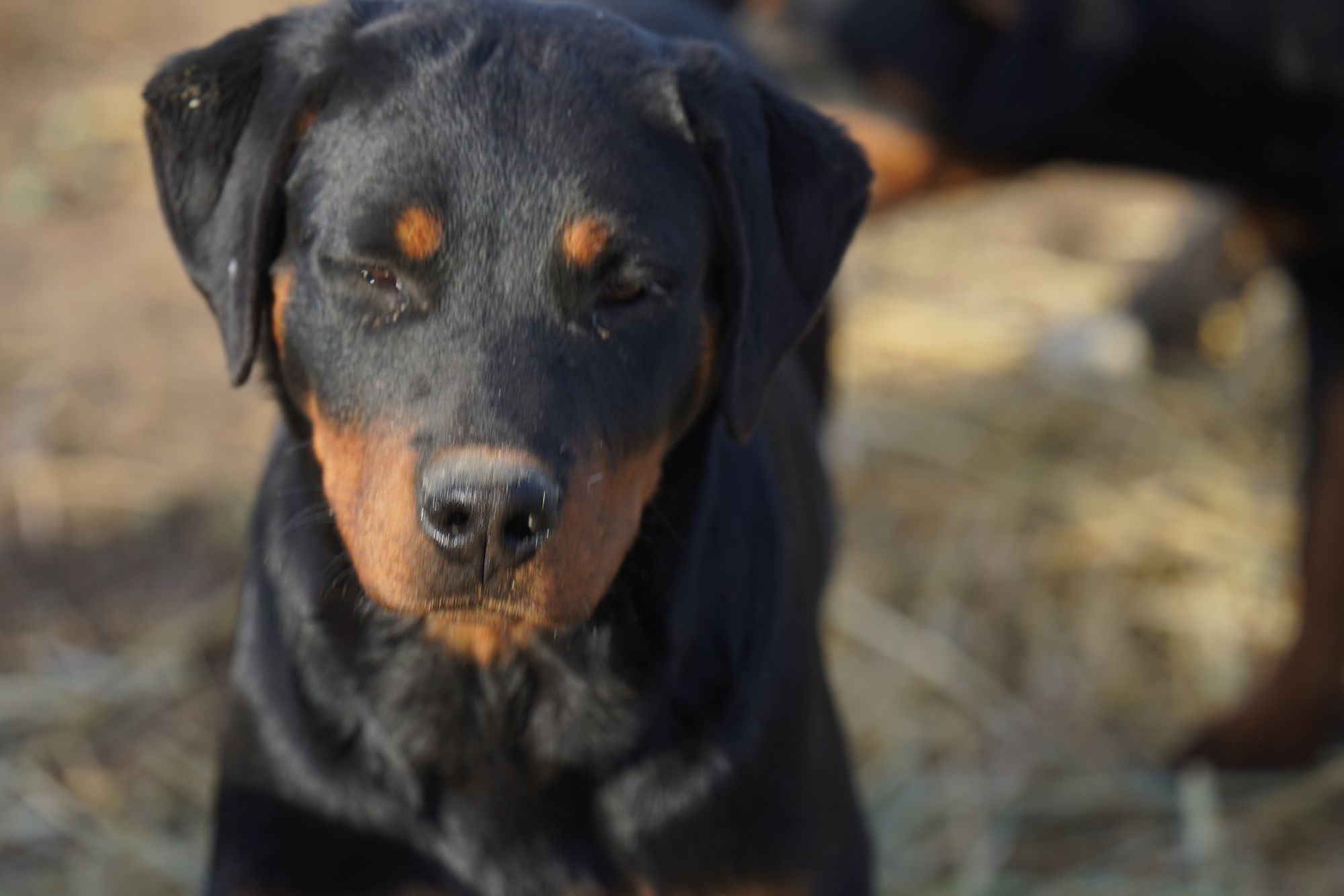 rottweiler