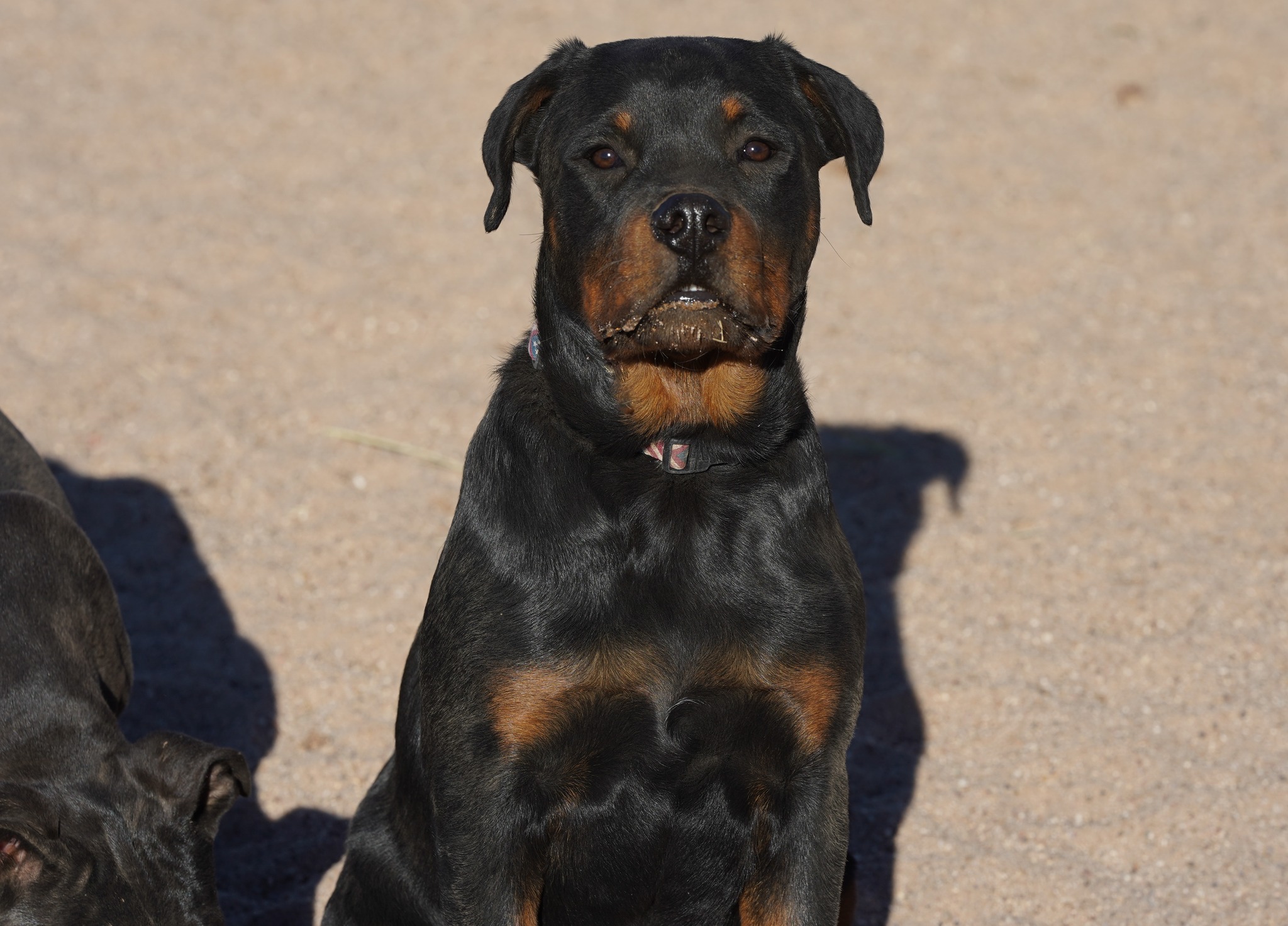 Rottweiler